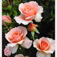 Miralay