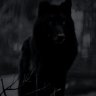 Black Wolf