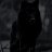 Black Wolf